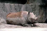 rhinoceros_animals_pic.jpg (216401 Byte) rhinoceros, nashorn, rhinozeros