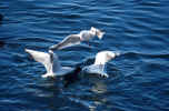 sea_gull_photo_animal_3.jpg (162728 Byte) sea gull picture bird möve