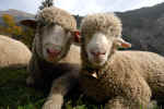 sheep-s7e1.jpg (135532 Byte) animals