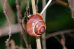 snail-c8j2.jpg (91729 Byte)