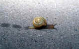snail_animals_photos.jpg (182831 Byte) snail, schnecke