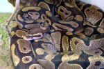 snake-3n8r.jpg (199068 Byte)