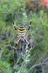 spider-e34s.jpg (117866 Byte) spider picture spinne foto bild