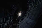 spider_net.jpg (120313 Byte) spider net, free pic