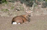 stag_deer_hirsch_photo.jpg (227616 Byte) deer, stag, hirsch, picture, photo