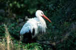 stork_animals_photo.jpg (104787 Byte) stork, photo, animal, foto, tiere, storch