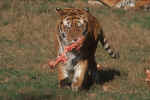 tiger_1.jpg (151322 Byte) tiger eating, free pis