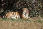 tiger_2.jpg (200726 Byte) tiger, free picture