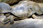 tortoise-ei3q.jpg (185280 Byte) image