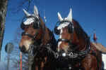 two-horses.jpg (133812 Byte) horses pictures