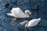 two_swans.jpg (224247 Byte) swan lake