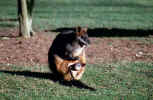 wallaby_animals_free_picture.jpg (179239 Byte) wallaby, kangoroo