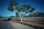aus087_gumtree.jpg (217248 Byte) ghast gum tree, western australia, 