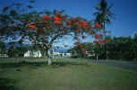 australia_011_tree.jpg (225605 Byte) Flame Tree, Queensland