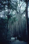 australia_018_lianen.jpg (261936 Byte) curtain fig tree, Atherton Tablelands, north queensland australia; pictures