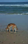 australia_102_dingo.jpg (102869 Byte) dingo on the beach, Fraser island, Queensland