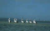 australia_103_pelikan.jpg (109277 Byte) pelican Perth