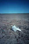 australia_29_death.jpg (234179 Byte) desert , central Queensland, Australia, photos