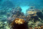 corals-7t3.jpg (137631 Byte)