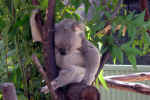 koala-v6e.jpg (137817 Byte) Australia