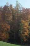 autumn-forest-l8.jpg (184278 Byte) forest