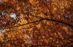 autumn-tree.jpg (254571 Byte) forest