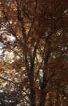 autumn_tree-lj6.jpg (271433 Byte) forest