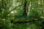 deep-forest-8b3.jpg (225787 Byte)