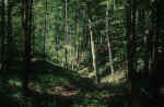 forest-01.jpg (244760 Byte) forest