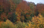 forest-39zi.jpg (147197 Byte) forest wald bild