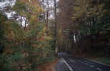 forest-4kd2.jpg (135499 Byte) road forest