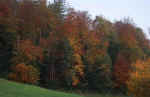 forest-94z2.jpg (141897 Byte) forest herbst wald