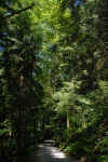 forest-cio1.jpg (219398 Byte)