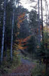 forest-dk06.jpg (138272 Byte) trees fall herbst