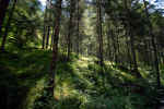forest-g43u.jpg (226701 Byte)