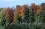 forest-hk26.jpg (127968 Byte) trees autumn herbst