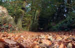 forest-hk44.jpg (164747 Byte) forest wald boden