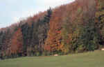 forest-i8zt.jpg (255834 Byte) wood wald