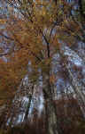 forest-i95t.jpg (390292 Byte) tree baum