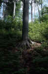 forest-lk5.jpg (368551 Byte) tree picture