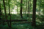 forest-mnk2.jpg (202629 Byte)