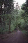 forest-path-qh.jpg (355292 Byte) forest wald