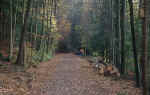 forest-photo.jpg (205073 Byte) forest