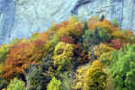 forest-rock-face.jpg (261176 Byte) fall