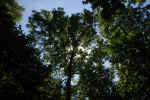 forest-sun-h2w.jpg (227482 Byte)