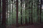 forest-trees-4sp.jpg (358894 Byte) trees baum