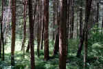 forest-v82k.jpg (222503 Byte)