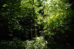 forest-v9mq.jpg (231591 Byte)