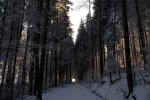 forest-winter-m7a.jpg (166613 Byte)