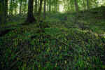 forest-zq0y.jpg (223901 Byte)